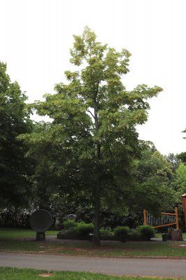 Tilia miqueliana c.f. - lípa Miquelova - celek